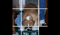 play Dog-Puzzle