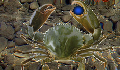 play CrabGame 2.1: Crablord's Demise
