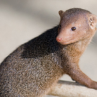 Mongoose