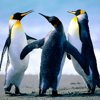 ElPonchoPoco