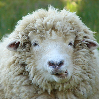 PsychoticSheep
