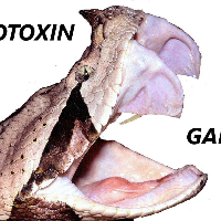 Cytotoxin