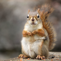 Squirrel98