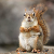 Squirrel98