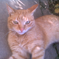 PIXEL