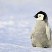 penguinboy