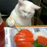 sushi-cat