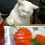 sushi-cat