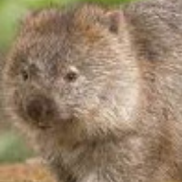 IT-Wombat