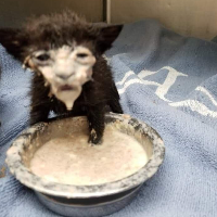 Man_Who_Use_Greenfoot