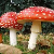 MushroomMonkeyMutation