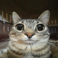 OhNoMyRootbeer