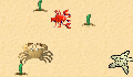 play little-crab