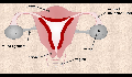 play Female Reproductive System
