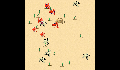 play little-crab
