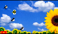 play Flower | Sindi