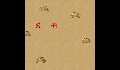 play little-crab