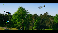play flyingbird