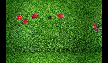 play Crazy_Bugs