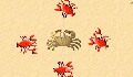 play little crab