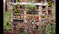 play Isaac's Bug House