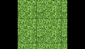 play hedgehogs