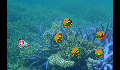 play FishBurger