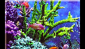 play 12131299_Project_II