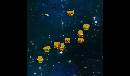 play little-crab