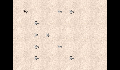 play program 1