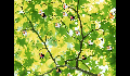 play Swayper the tricky