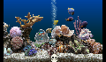 play game_shootfish