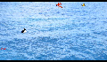 play Pelikan Game