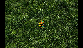 play Zacek - FlowerGatherer