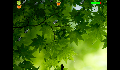 play MyLeaves