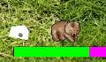 play Wombat Simulator++ EXTREME
