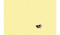play Pig Game