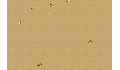 play Ant Simulation