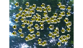 play MyBees