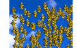 play Bees
