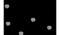 play Alec Strout Asteroids