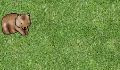 play Flower Gatherer Game