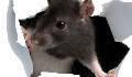 play MouseHouse