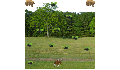 play Run Moose Run!