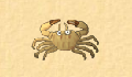 play little-crab