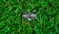 play Small Ant World